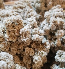 A bunch of dried edelweiss flowers. Close up shot of dried Javanese edelweiss, a flowering plant species endemic to Indonesia.