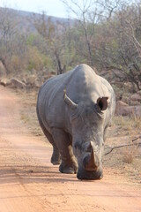 rhino in the wild