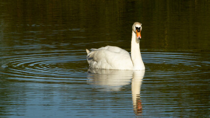 Naklejka premium Swan In Circular Ripples