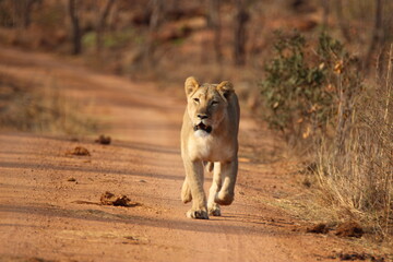 lioness running