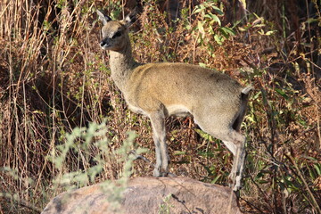 Klipspringer  Oreotragus oreotragus ewe