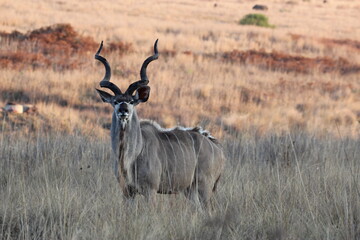 kudu bull in savannah