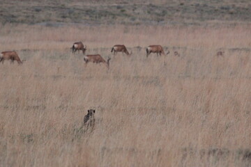 Naklejka premium Cheetah chasing antelope buck