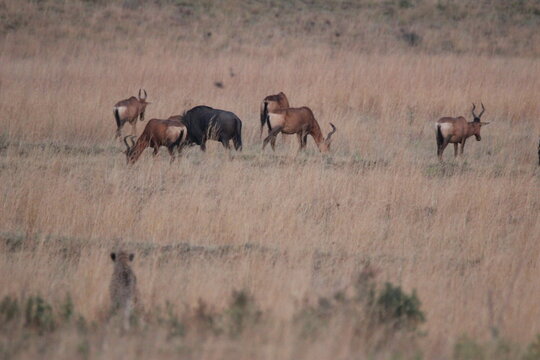 Cheetahs Stalking Buck Deer