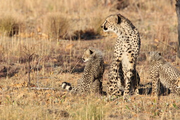 cheetah and cub in the savannah