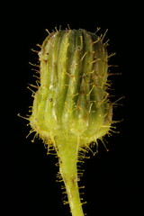Perennial Sow-Thistle (Sonchus arvensis). Young Capitulum Closeup