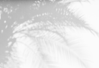 Shadow background of natural palm tree and leaves