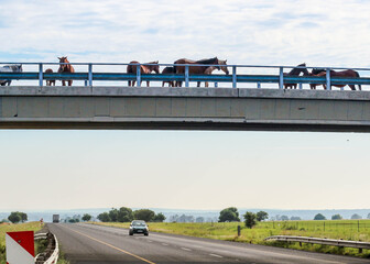 Horses walk on bridge
