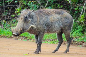 warthog in the wild