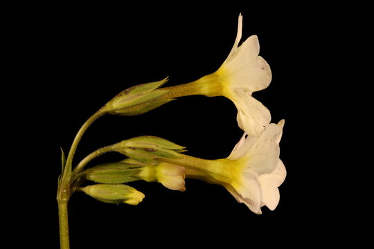 Primrose (Primula vulgaris). Inflorescence Closeup