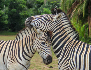Fototapeta na wymiar zebra's embrace