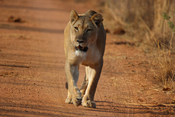 lioness running down road smiling