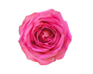 pink rose flower