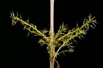 Common Ash (Fraxinus excelsior). Femal Inflorescence Closeup