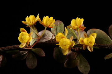 Thunberg's Barberry (Berberis thunbergii). Inflorescence Closeup