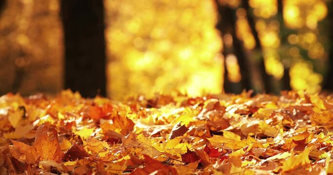 Beautiful picture of yellow foliage falling from trees