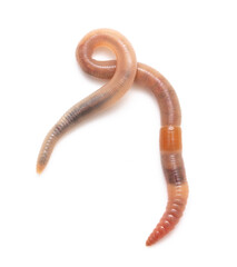 Earthworm on a white background.