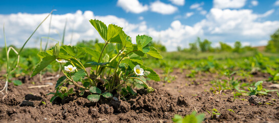 organic strawberries on the farm grown without chemicals