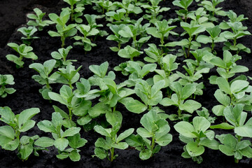 The beans have sprung up in a garden bed
