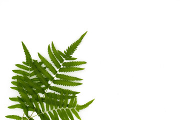 Fern leaf isolated on white background. Clipping path