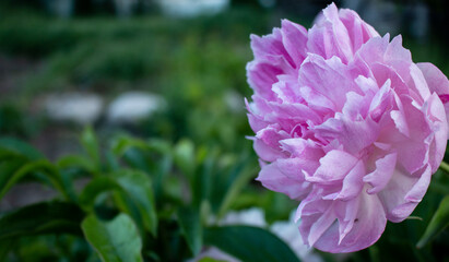 Obraz premium floral pink peony with green background