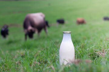 A bottle of milk with a green farm in the background. 