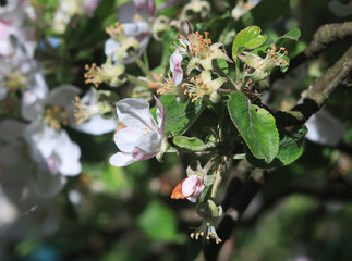 apple tree blossom