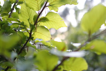 European forest background in autumn