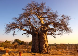 Fotobehang huge baobab tree at sunrise © ann gadd