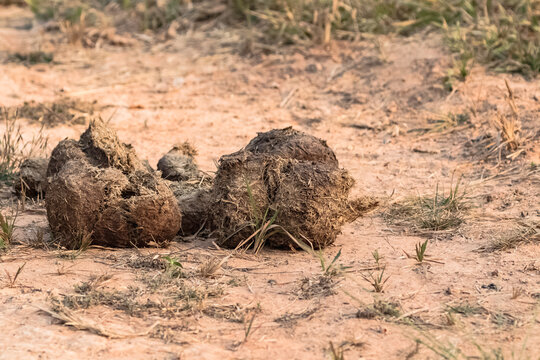 Elephant dung on natural ground in the forest