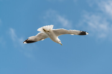 Seemöwe vor blauem Himmel im Flug