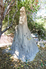 White termite mound in Africa