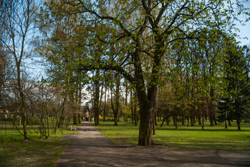 Fototapeta na wymiar Trees at Orunski Park, Gdansk, Poland, Europe
