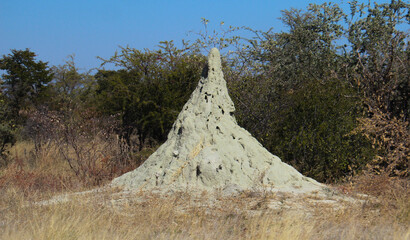 Fototapeta na wymiar Large white termite mound