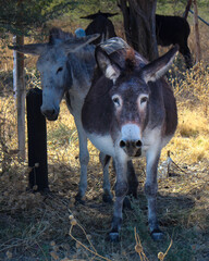pregnant donkey