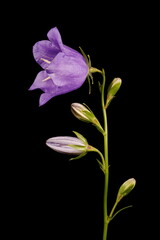 Peach-Leaved Bellflower (Campanula persicifolia). Inflorescence Closeup