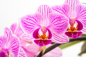 Obraz na płótnie Canvas Phalaenopsis orchid flowers close-up