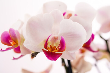 Fototapeta na wymiar White purple orchid flower