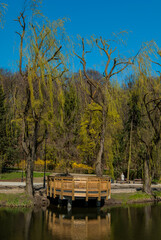 Weeping willow tree at Orunski Park, Gdansk, Poland