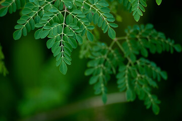 Fresh Moringa leaves background