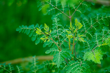 fresh moringa leaves background