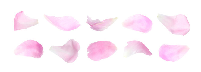Set of fresh peony petals on white background. Banner design