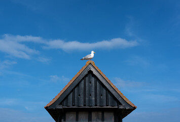 Seagull perched on old wooden beach hut roof with blue sky. Aldeburgh, Suffolk. UK