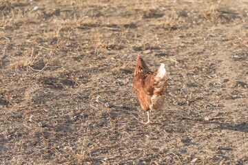 Brown chicken back outdoors at bio poultry farm grass meadow. Rural agriculture scene with free happy hen outdoor. Ecological animal farming and self sufficiency by sustainable fowl livestock
