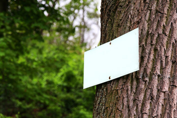 Closeup of a blank white sign board (table) attached by two rusty metal nails to the spruce tree with rough bark. Free space for your text or design to copy. Bark texture,green trees in the background