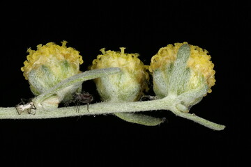 Wormwood (Artemisia absinthium). Capitula Closeup