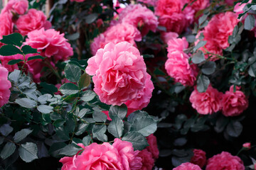 Pink roses. Background of blooming roses. garden of roses. Nature.