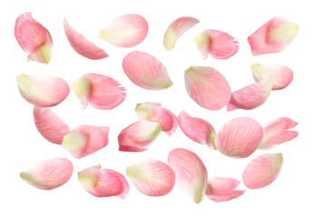 Set of fresh peony petals on white background
