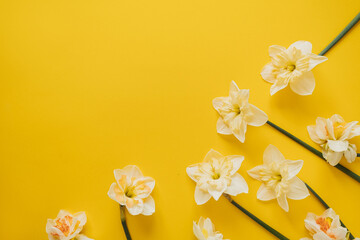 Floral composition with narcissus flowers on yellow background. Copy space, flat lay, top view