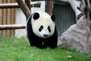 Obraz na płótnie Canvas Giant panda cub in captivity